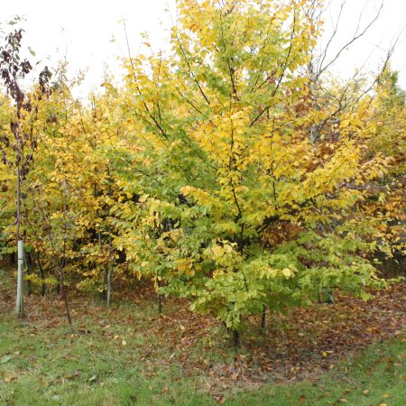 Carpinus betulus - Hornbeam