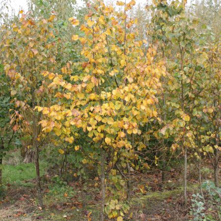 Tilia cordata - Small Leaved Lime