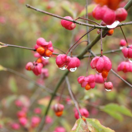 Euonymus europaeus - Spindle