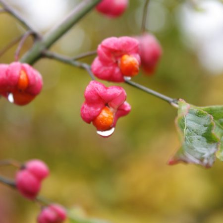 Euonymus europaeus - Spindle