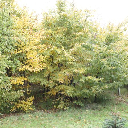 Carpinus betulus - Hornbeam