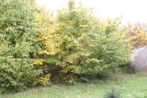 Carpinus betulus - Hornbeam