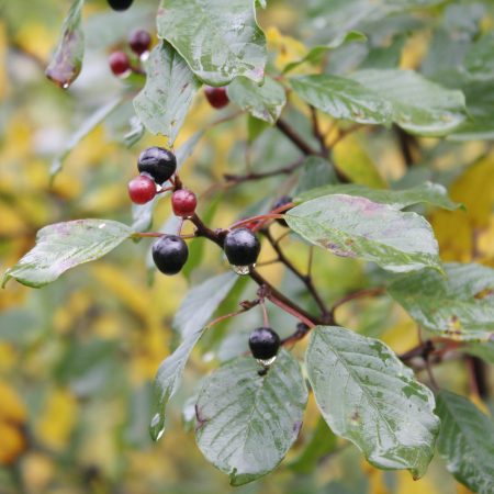 Rhamnus frangula - Alder Buckthorn