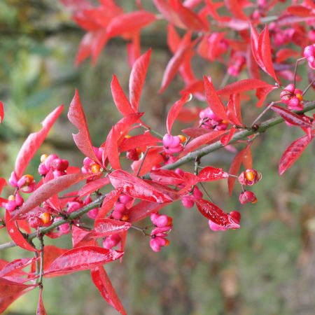 Euonymus europaeus - Spindle