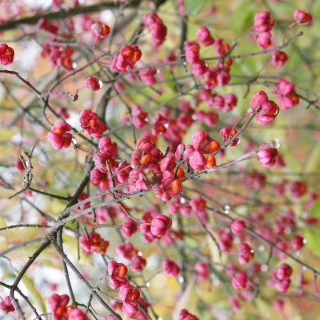 Euonymus europaeus - Spindle