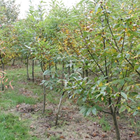 Castanea sativa - Sweet Chestnut