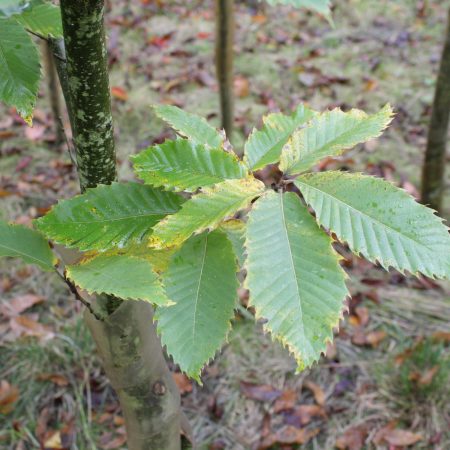 Castanea sativa (Sweet Chestnut)