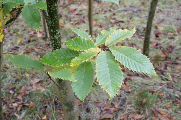 Castanea sativa - Sweet Chestnut