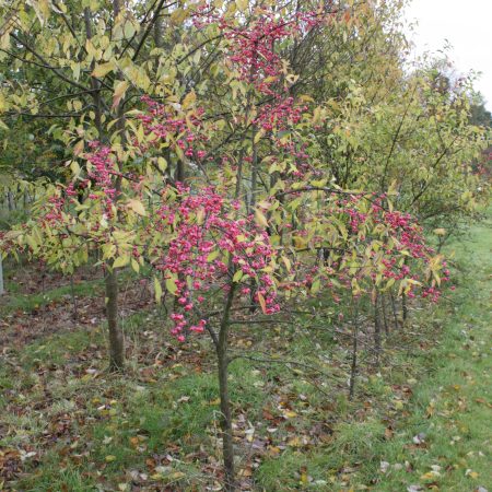 Euonymus europaeus - Spindle