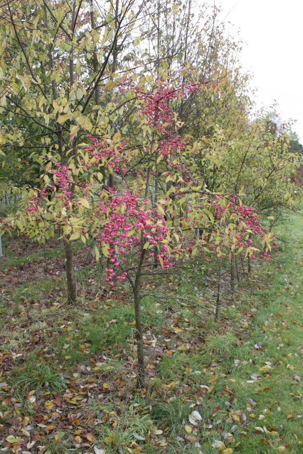 Euonymus europaeus - Spindle