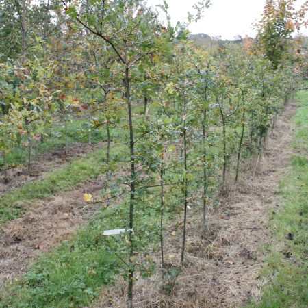 Quercus robur - English Oak