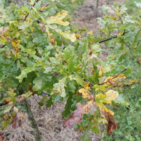 Quercus robur - English Oak