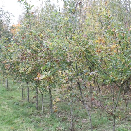 Quercus robur - English Oak