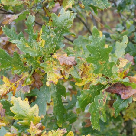 Quercus robur - English Oak