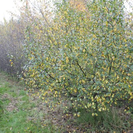 Rhamnus frangula - Alder Buckthorn