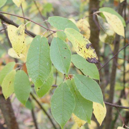 Prunus padus - Bird Cherry