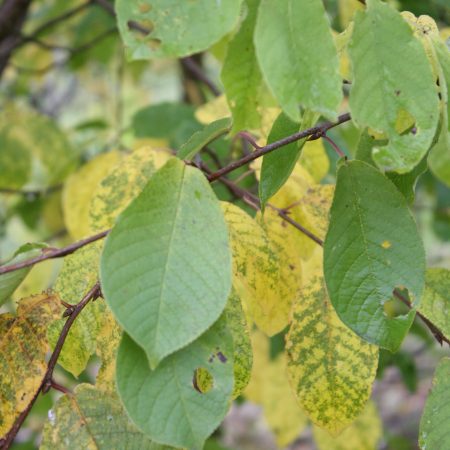 Prunus padus - Bird Cherry