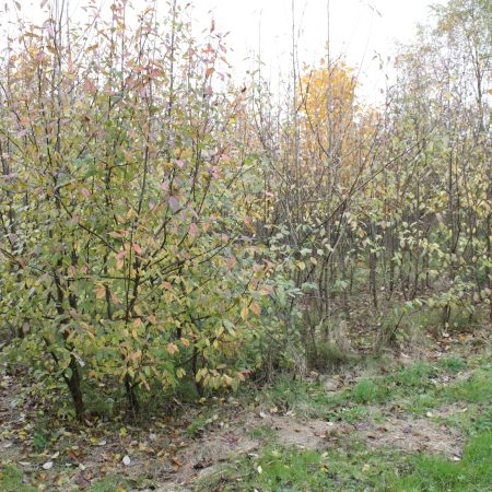 Prunus padus - Bird Cherry