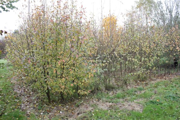 Prunus padus - Bird Cherry