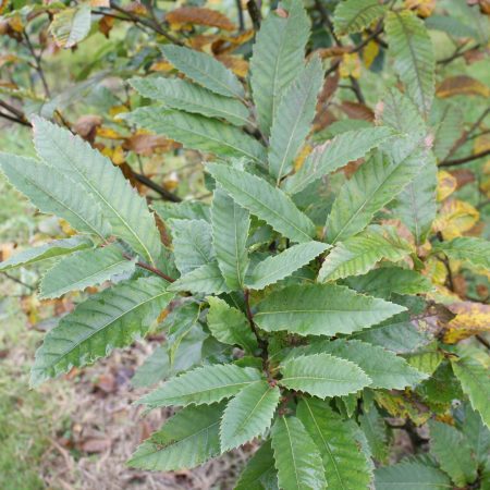 Castanea sativa - Sweet Chestnut