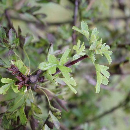 Crataegus monogyna - Common Hawthorn