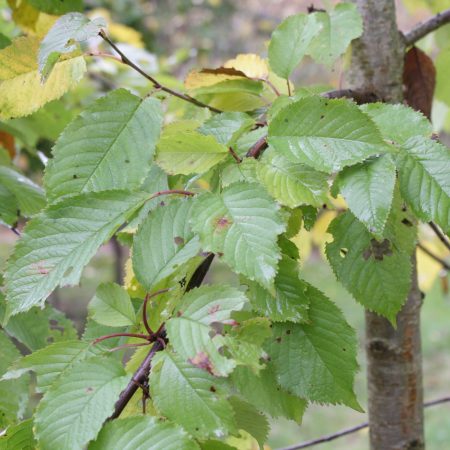 Prunus avium - Wild Cherry