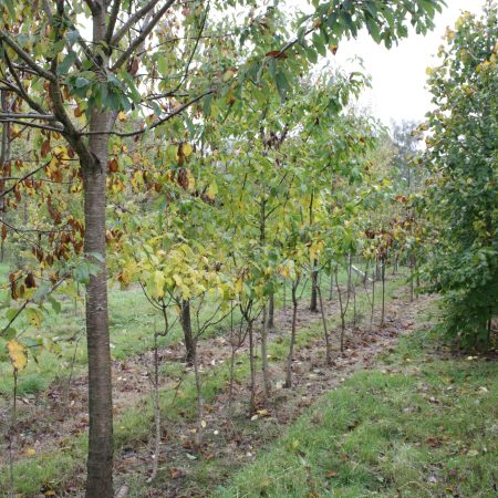 Prunus avium - Wild Cherry