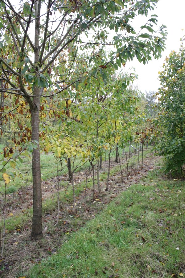 Prunus avium - Wild Cherry