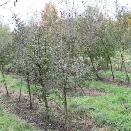 Crataegus monogyna - Common Hawthorn