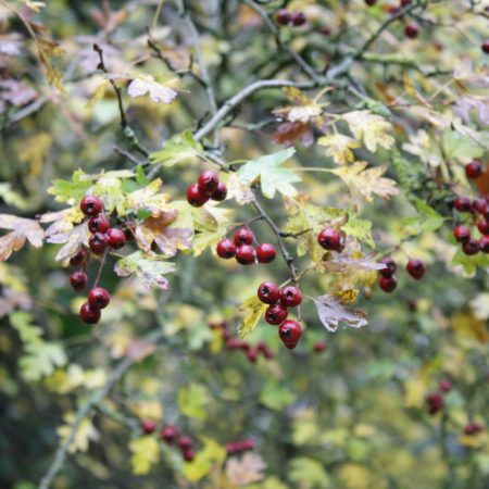 Crataegus monogyna - Common Hawthorn