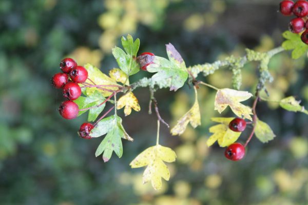 Crataegus monogyna - Common Hawthorn