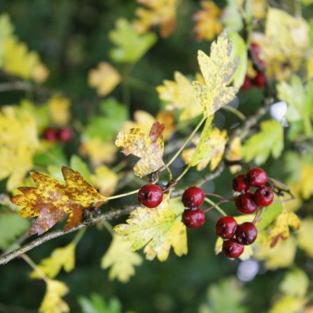 Crataegus monogyna - Common Hawthorn