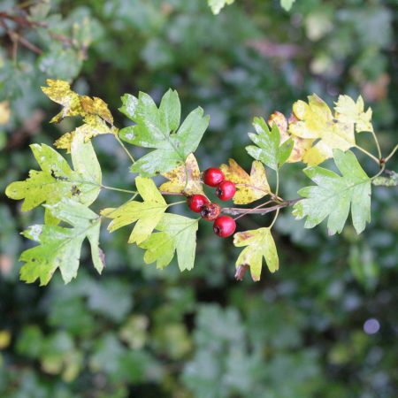 Crataegus monogyna - Common Hawthorn