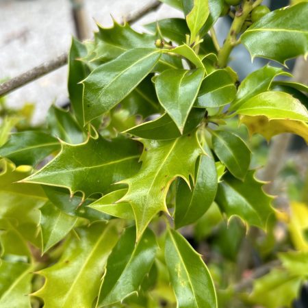 Ilex acquifolium 'Alaska'