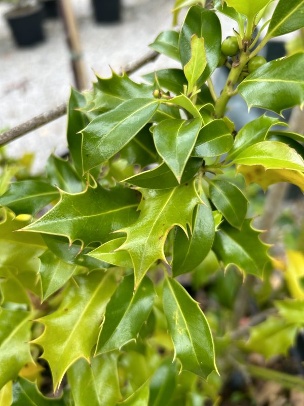 Ilex acquifolium alaska