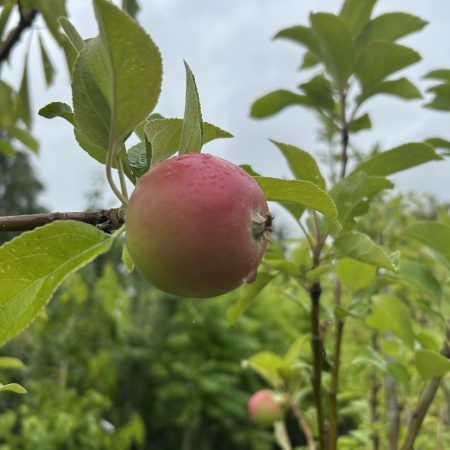 Charles Ross Apple Tree