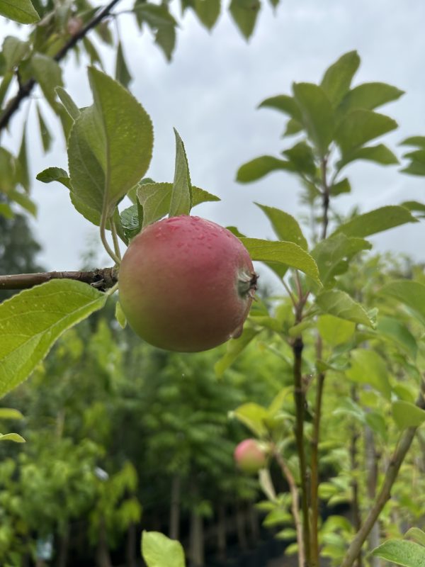 Charles Ross Apple Tree