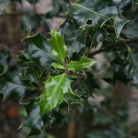 Ilex aquifolium - Common Holly