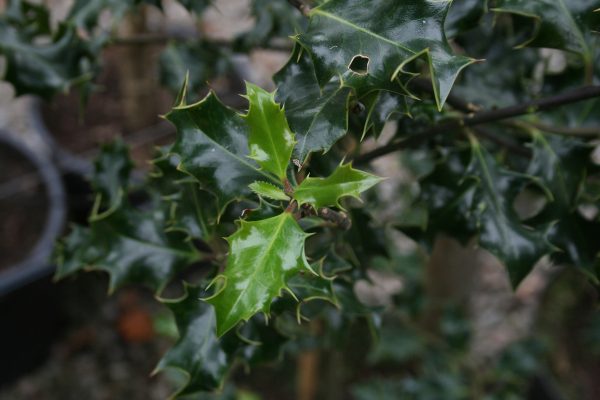 Ilex aquifolium - Common Holly