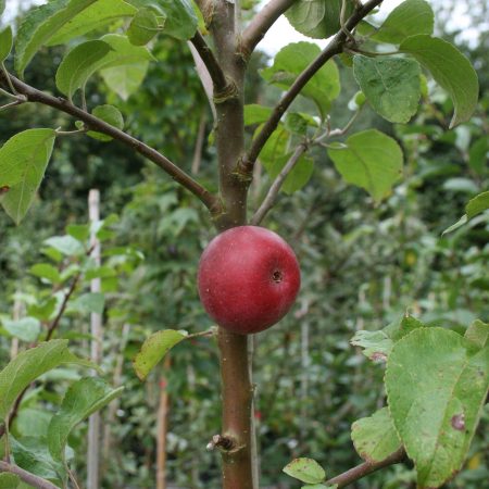 Kingston Black Apple Tree