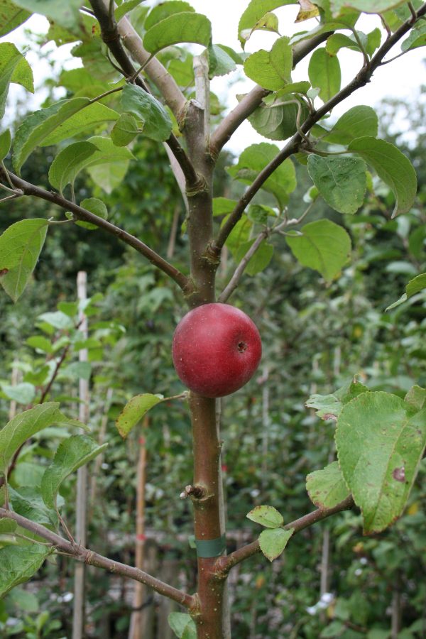 Kingston Black Apple Tree