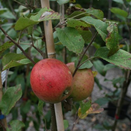 Laxton's Superb Apple Tree