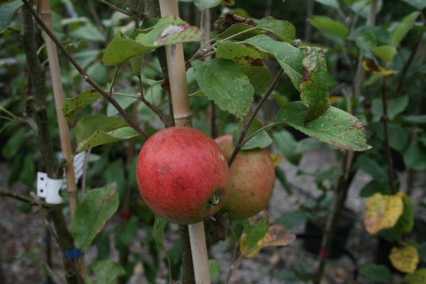 Laxton's Superb Apple Tree