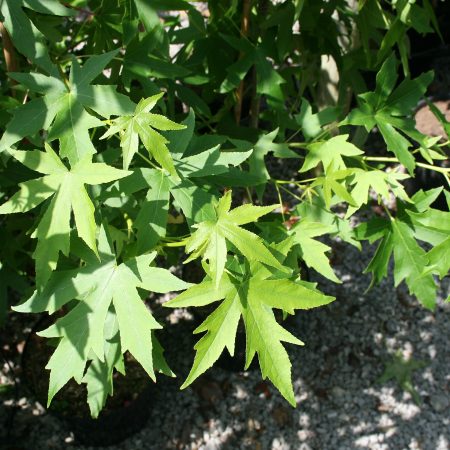 Liquidambar styraciflua - Sweet Gum