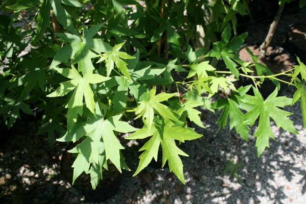 Liquidambar styraciflua - Sweet Gum