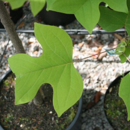 Liriodendron tulipifera - Tulip Tree