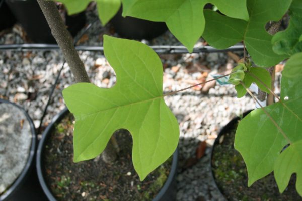 Liriodendron tulipifera - Tulip Tree