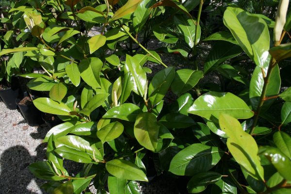 Magnolia grandiflora Exmouth