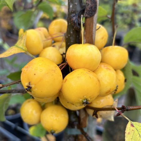 Malus 'Butterball'