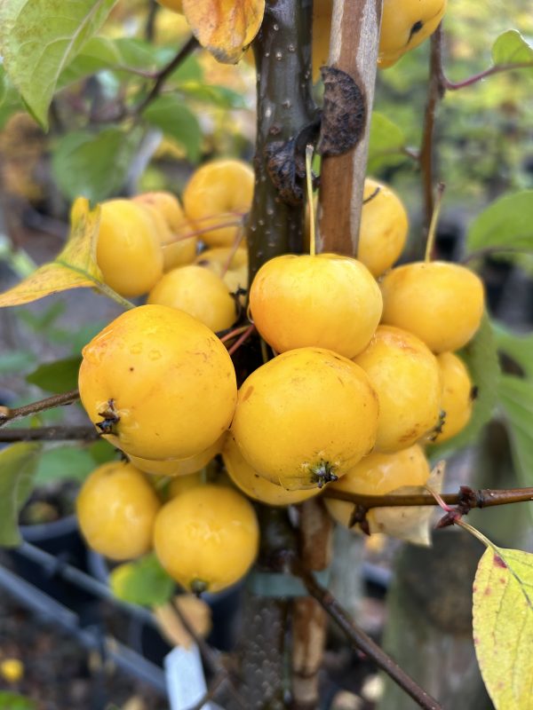 Malus 'Butterball'